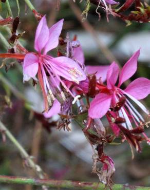 Fotografia 16 da espécie Gaura lindheimeri no Jardim Botânico UTAD