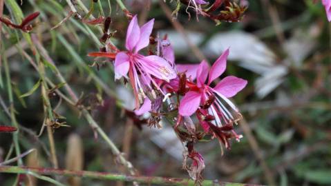 Fotografia da espécie Gaura lindheimeri