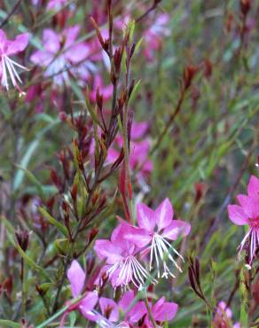 Fotografia 17 da espécie Gaura lindheimeri no Jardim Botânico UTAD