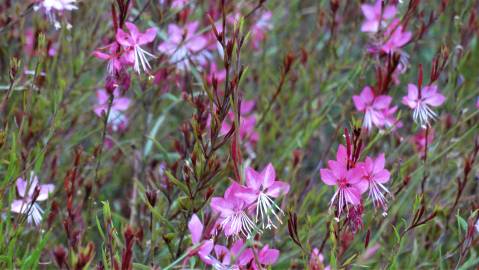 Fotografia da espécie Gaura lindheimeri