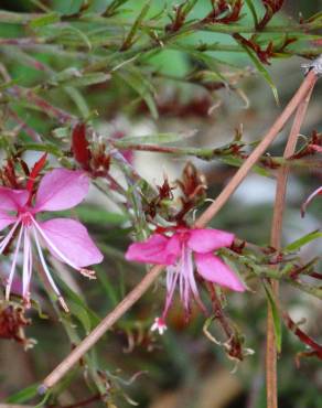 Fotografia 18 da espécie Gaura lindheimeri no Jardim Botânico UTAD