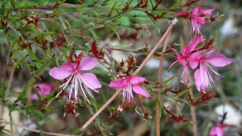 Fotografia da espécie Gaura lindheimeri