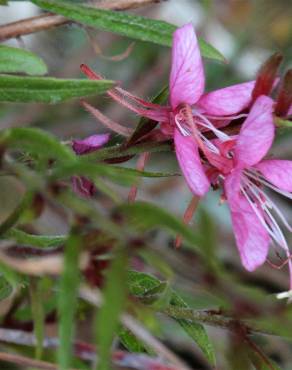 Fotografia 19 da espécie Gaura lindheimeri no Jardim Botânico UTAD