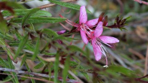 Fotografia da espécie Gaura lindheimeri