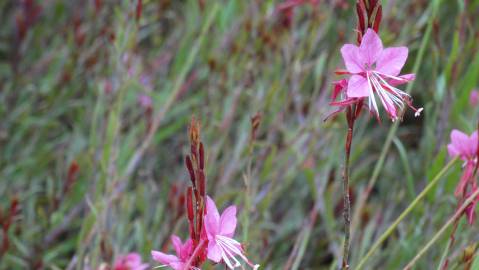 Fotografia da espécie Gaura lindheimeri