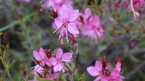 Fotografia da espécie Gaura lindheimeri