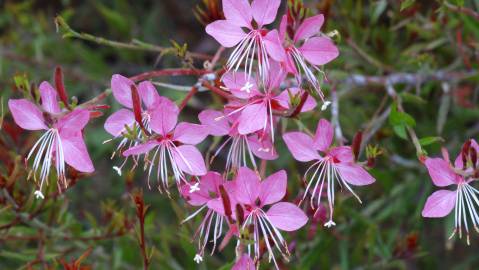 Fotografia da espécie Gaura lindheimeri