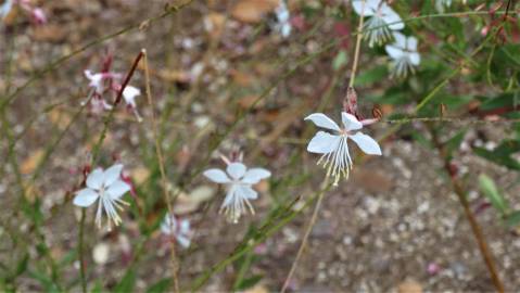 Fotografia da espécie Gaura lindheimeri