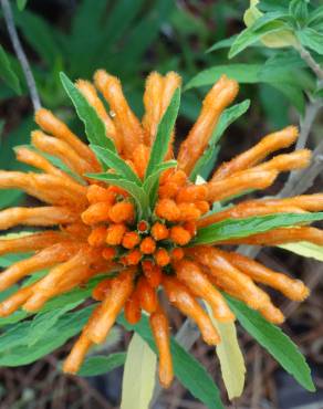 Fotografia 19 da espécie Leonotis leonurus no Jardim Botânico UTAD