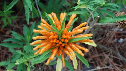 Fotografia da espécie Leonotis leonurus