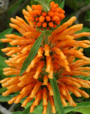 Fotografia 1 da espécie Leonotis leonurus no Jardim Botânico UTAD