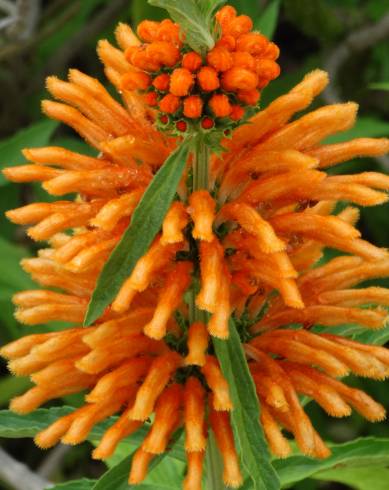 Fotografia de capa Leonotis leonurus - do Jardim Botânico