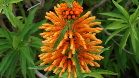 Fotografia da espécie Leonotis leonurus