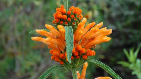 Fotografia da espécie Leonotis leonurus