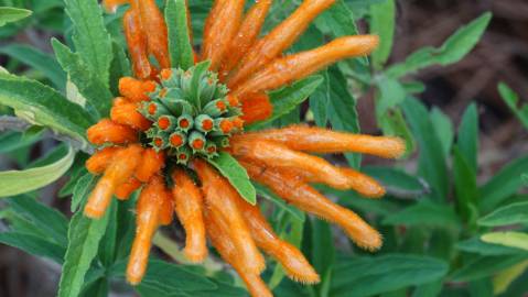 Fotografia da espécie Leonotis leonurus