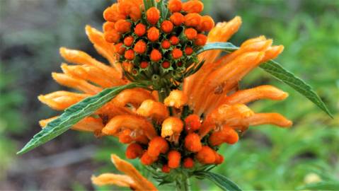 Fotografia da espécie Leonotis leonurus