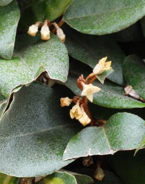 Fotografia 18 da espécie Elaeagnus pungens no Jardim Botânico UTAD