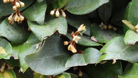 Fotografia da espécie Elaeagnus pungens