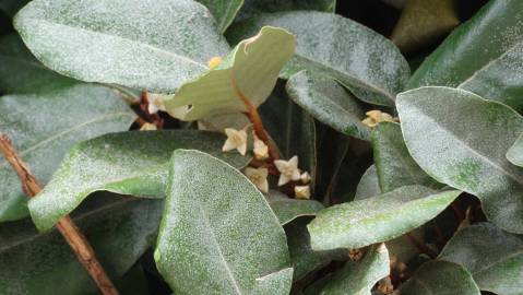 Fotografia da espécie Elaeagnus pungens
