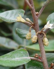 Elaeagnus pungens