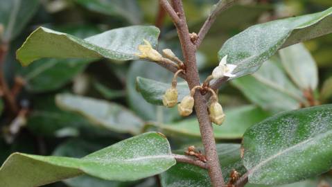 Fotografia da espécie Elaeagnus pungens