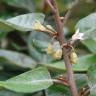 Fotografia 1 da espécie Elaeagnus pungens do Jardim Botânico UTAD