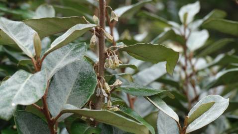 Fotografia da espécie Elaeagnus pungens