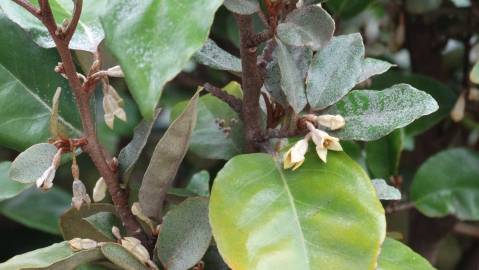 Fotografia da espécie Elaeagnus pungens