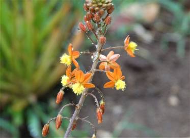 Fotografia da espécie Bulbine frutescens