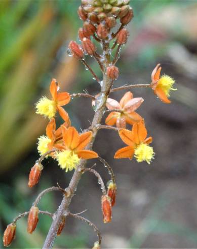 Fotografia de capa Bulbine frutescens - do Jardim Botânico