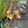 Fotografia 1 da espécie Bulbine frutescens do Jardim Botânico UTAD
