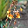 Fotografia 1 da espécie Bulbine frutescens do Jardim Botânico UTAD