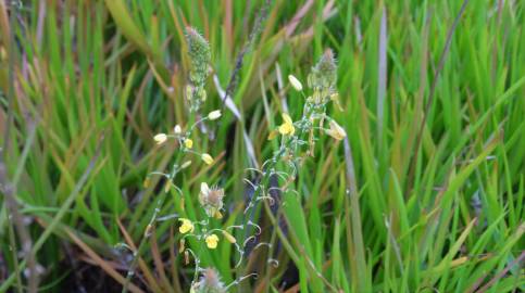 Fotografia da espécie Bulbine frutescens