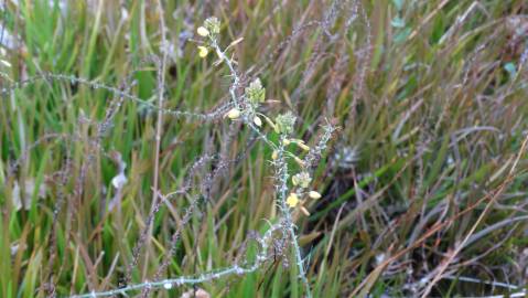 Fotografia da espécie Bulbine frutescens