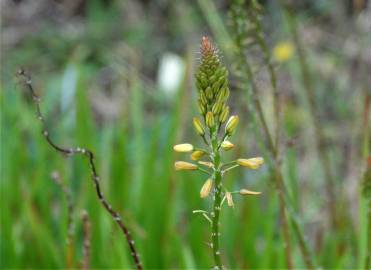 Fotografia da espécie Bulbine frutescens