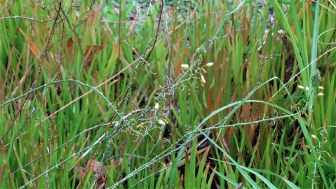 Fotografia da espécie Bulbine frutescens