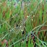 Fotografia 5 da espécie Bulbine frutescens do Jardim Botânico UTAD