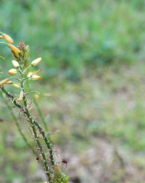 Fotografia 6 da espécie Bulbine frutescens no Jardim Botânico UTAD