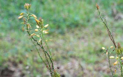 Fotografia da espécie Bulbine frutescens