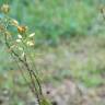 Fotografia 6 da espécie Bulbine frutescens do Jardim Botânico UTAD