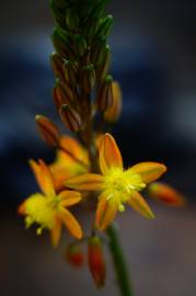 Fotografia da espécie Bulbine frutescens