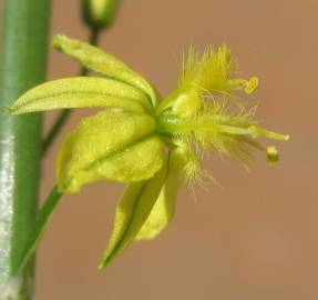 Fotografia da espécie Bulbine frutescens