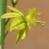 Fotografia 8 da espécie Bulbine frutescens do Jardim Botânico UTAD