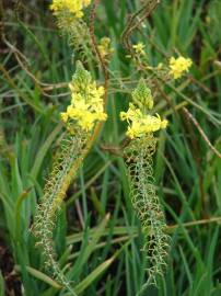 Fotografia da espécie Bulbine frutescens