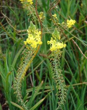 Fotografia 9 da espécie Bulbine frutescens no Jardim Botânico UTAD