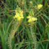 Fotografia 9 da espécie Bulbine frutescens do Jardim Botânico UTAD