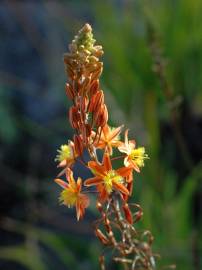 Fotografia da espécie Bulbine frutescens