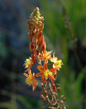 Fotografia 10 da espécie Bulbine frutescens no Jardim Botânico UTAD