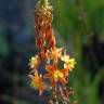 Fotografia 10 da espécie Bulbine frutescens do Jardim Botânico UTAD