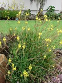 Fotografia da espécie Bulbine frutescens